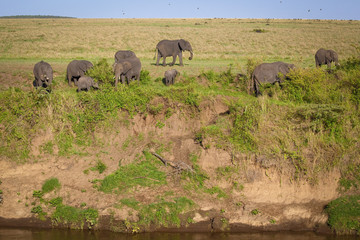 Naklejka na ściany i meble Herd of elephants grazing peacefully on shrub brush on the banks of the Mara River