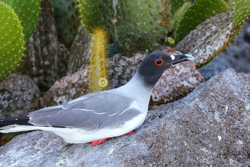 Swallow-tailed Gull on Genovesa island, Galapagos National Park,