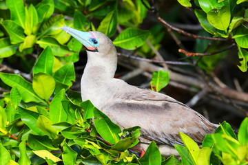 Red-footed booby on Genovesa island, Galapagos National Park, Ec