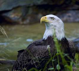 Eagle