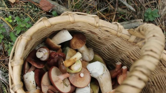 Basket with different autumn mushrooms. September