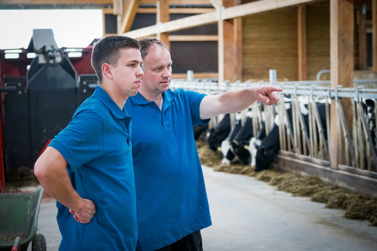 Landwirt berät sich im Rindviehstall mit seinem Sohn