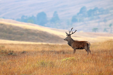 Red Deer Stag