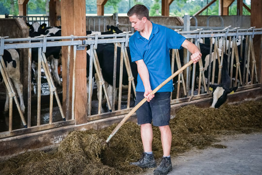 Junglandwirt  mit Heugabel f&uuml;ttert Grassilage im Rinderstall