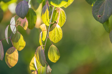 Green tree branch. The sun's rays fall through the leaves.