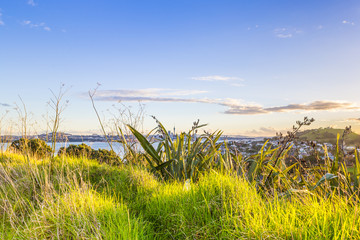 Sunset city skyline view through the green grass. Auckland, New Zealand