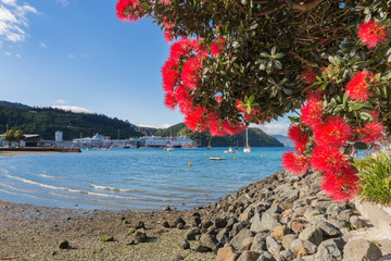 Blooming pohutukawa tree against Picton harbour