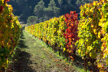 Fototapeta na wymiar ligne de vigne avec les couleurs d'automne rouge et jaune