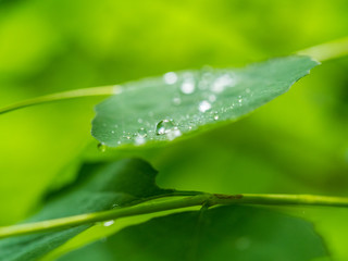 drops on the leaf, macro photo