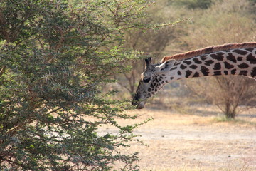 Giraffe eating
