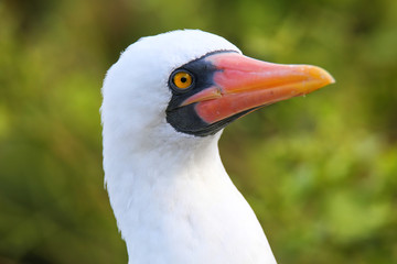 Portrait of Nazca Booby (Sula granti)