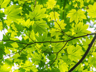 Obraz premium Green tree branch. The sun's rays fall through the leaves.