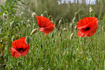 Fototapete bei efototapeten.de bestellen   