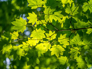 Green tree branch. The sun's rays fall through the leaves.