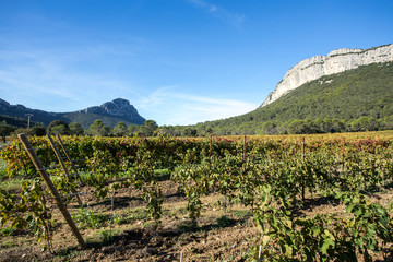 Fototapeta na wymiar paysage des vignobles du sud de la France, avec des montagnes en arrière plan
