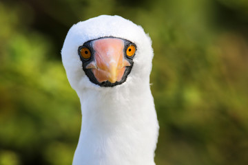 Portrait of Nazca Booby (Sula granti)