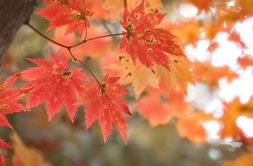 background texture of yellow leaves autumn leaf background