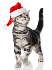 Kätzchen mit Weihnachtsmütze