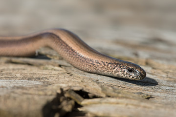 Slow Worm (Anguis Fragilis)/Close up of Slow Worm