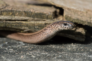 Slow Worm (Anguis Fragilis)/Close up of Slow Worm