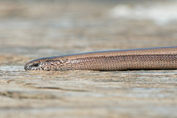 Slow Worm (Anguis Fragilis)/Close up of Slow Worm