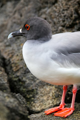 Swallow-tailed Gull on Genovesa island, Galapagos National Park,