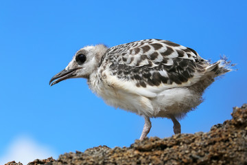 Baby Swallow-tailed Gull on Genovesa island in Galapagos Nationa