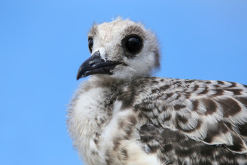 Baby Swallow-tailed Gull on Genovesa island in Galapagos Nationa