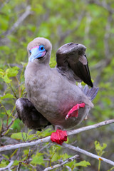 Red-footed booby on Genovesa island, Galapagos National Park, Ec