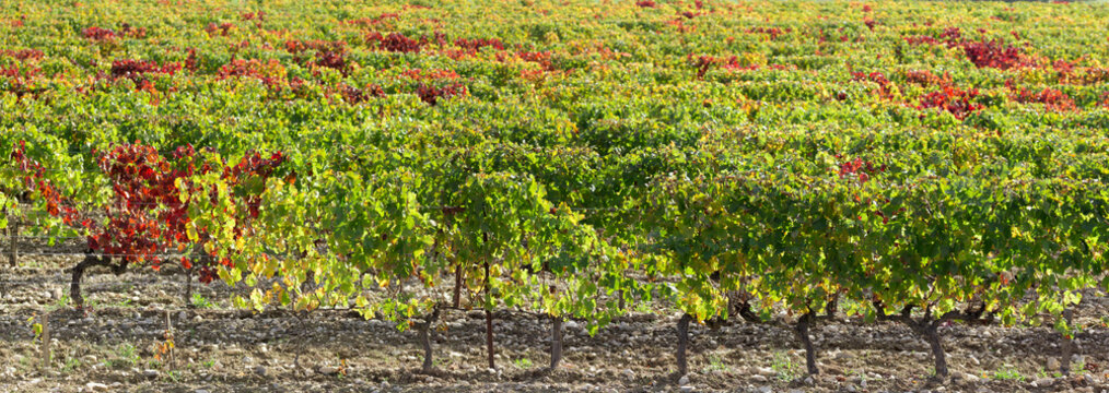 un panorama sur des rang&eacute;es de vignes aux couleurs d'automne, rouge, jaune, vert