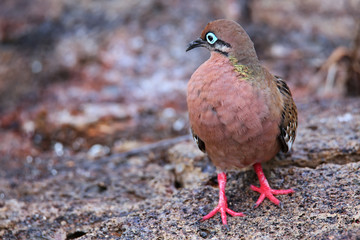 Galapagos Dove on Genovesa Island, Galapagos National Park, Ecua