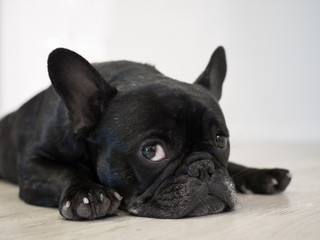 Bored Frenchie