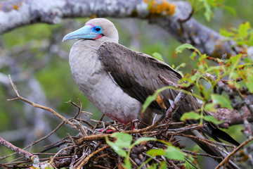 Red-footed booby (Sula sula) sitting on a nest