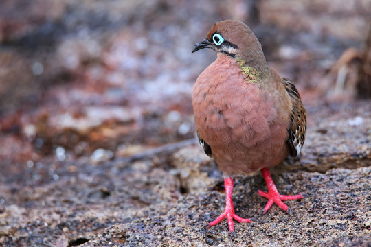Galapagos Dove on Genovesa Island, Galapagos National Park, Ecua