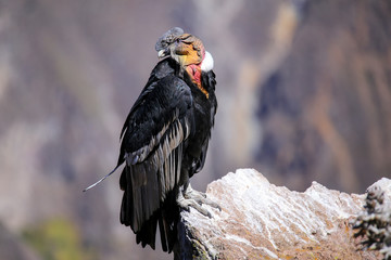 Andean Condor sitting at Mirador Cruz del Condor in Colca Canyon