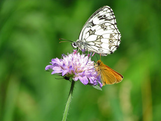 butterfly on a flower