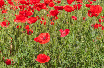 Obraz premium Field with poppy