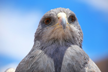 Black-chested buzzard-eagle at the market in Maca, Colca Canyon,