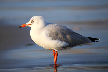 Grey-headed Gull on a beach in Paracas Bay, Peru