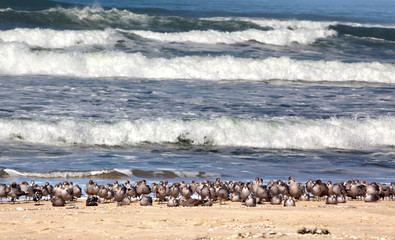 A flock of seagulls on the beach in the surf