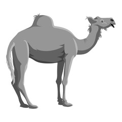 Camel icon. Gray monochrome illustration of camel vector icon for web