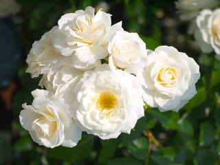 薔薇
