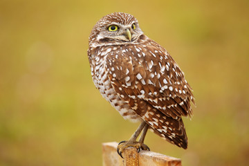 Burrowing Owl sitting on a pole