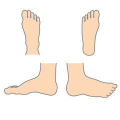 Right human foot