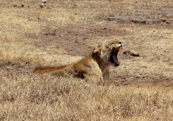 Lion King