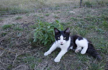 Black And White Cat Lounging By A Plant