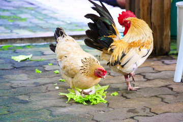 Chicken is eating vegetable