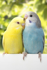 Two multi colored budgie are on the green background