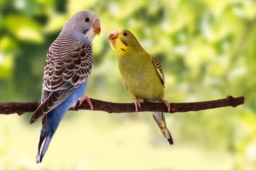 Foto op Canvas Two multi colored budgie are on the green background © khmel