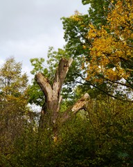 Fototapeta premium Baumstamm im Park